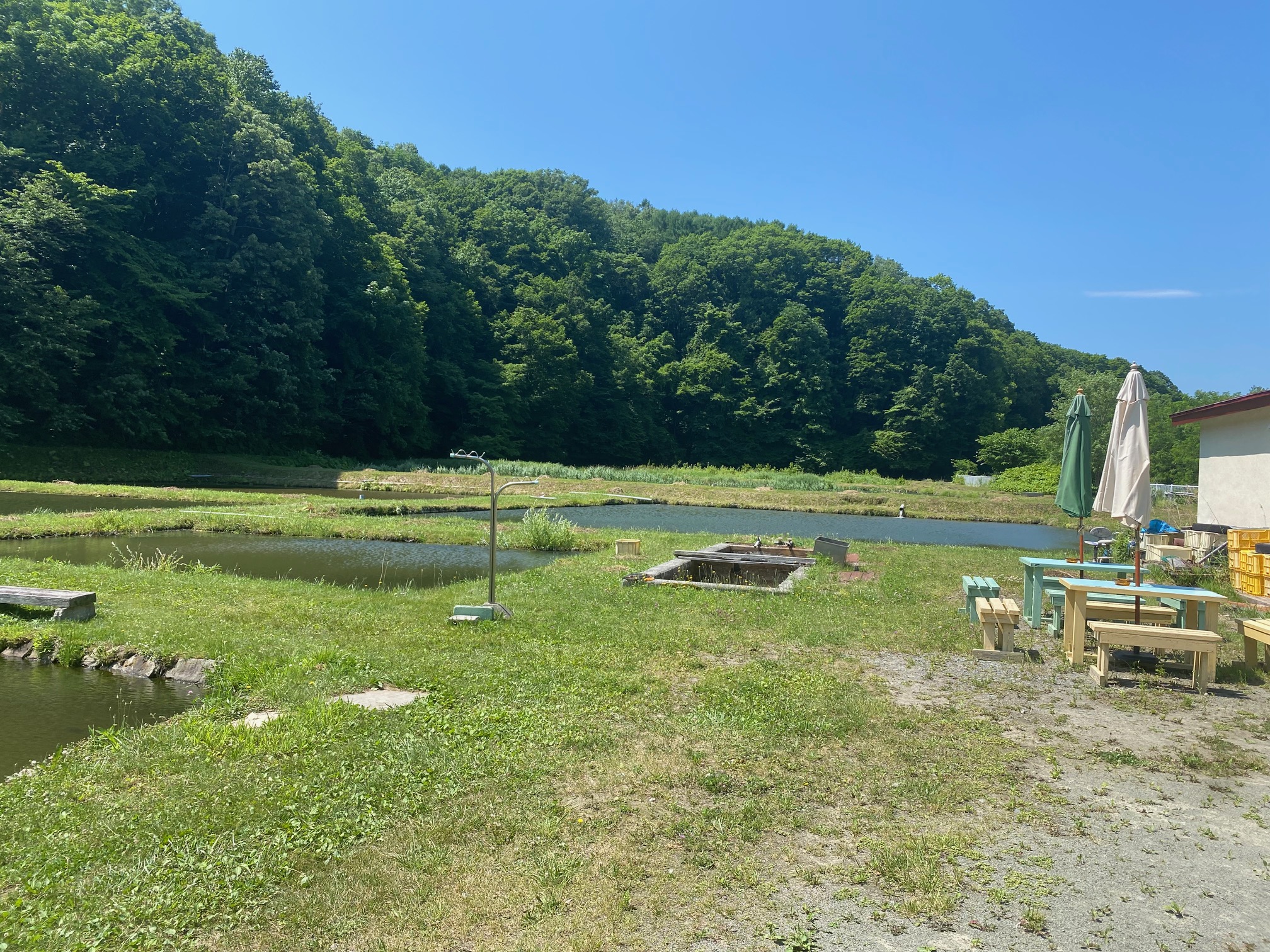 フィッシングパーク清田 小林養鯉場（ﾒｲﾝ）の画像5