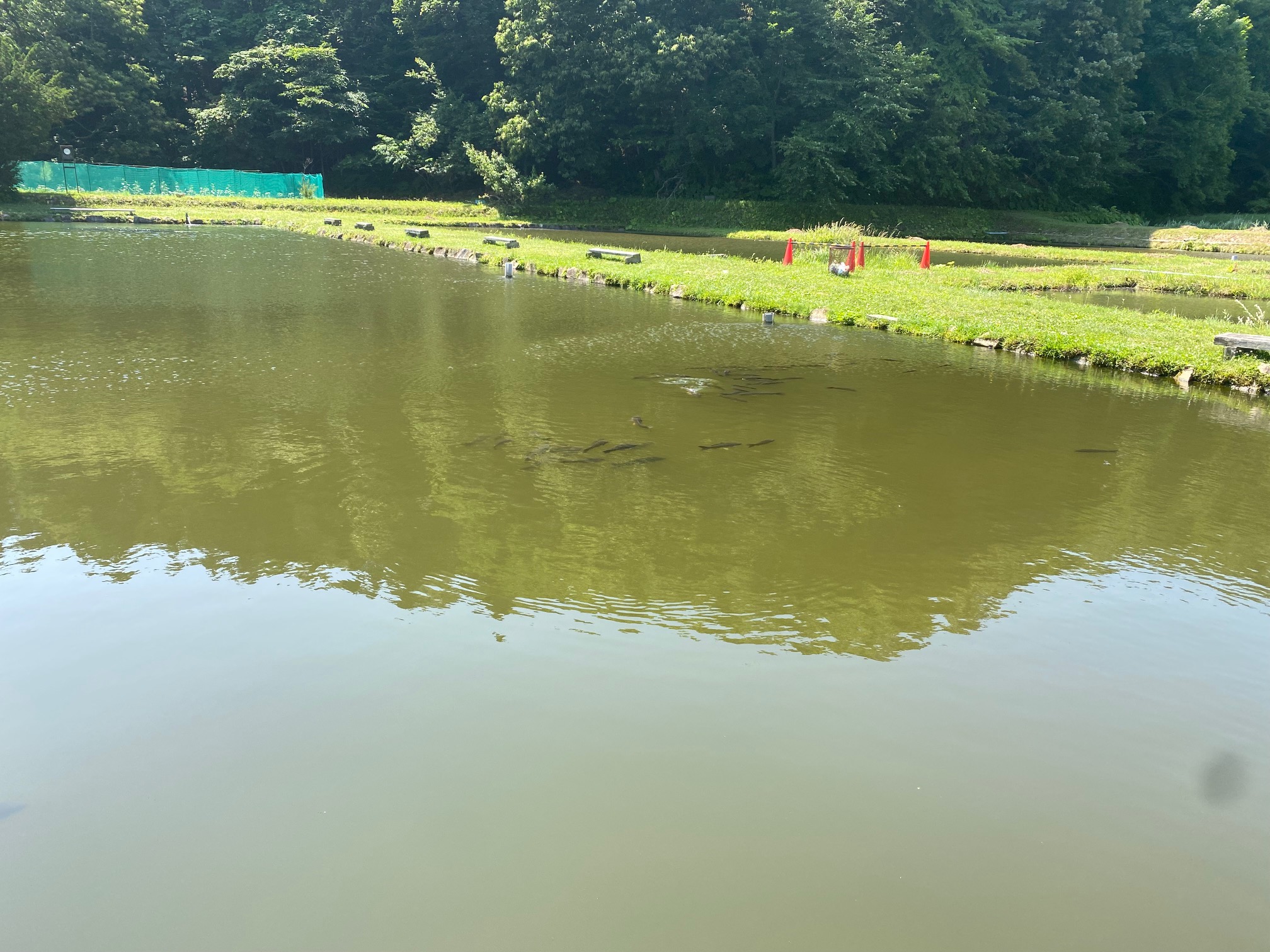 フィッシングパーク清田 小林養鯉場（ﾒｲﾝ）の画像7